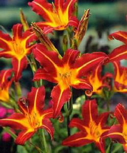 Φυτώρια Κατερίνη Μανώση – Τσακιρίδη